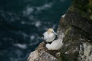 Gannet And Chick, Herma Ness, Unst